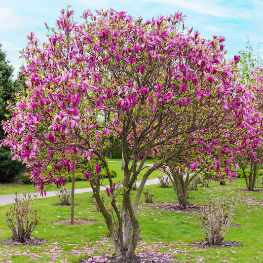 Compact magnolia tree in bloom from Treebute Kit, honoring pet loss with a flowering memorial tree - small flowering tree for memorial planting at home—Jane Magnolia Treebute Kit in outdoor setting