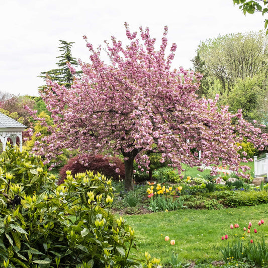 Kwanzan Flowering Cherry Tree (Memorial)