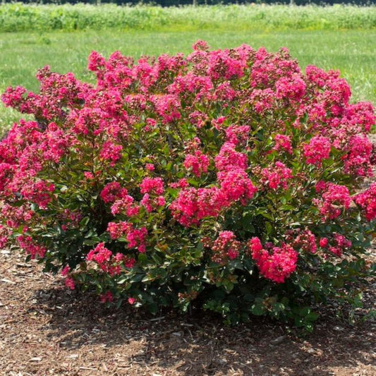 Bellini Raspberry Crape Myrtle