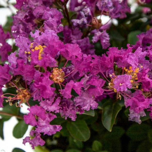 Bellini® Grape Crape Myrtle (Memorial)
