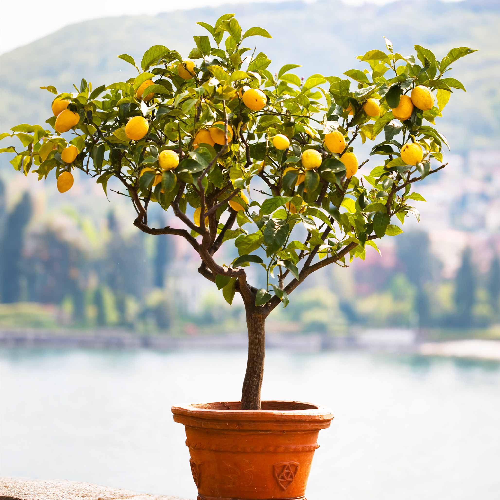 lemon tree indoor plant Meyer Lemon Tree Kit | Memorial Tree Gift