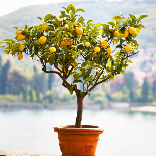 Treebute Kit for growing a Lemon Tree from cremation ashes - meaningful way to honor a loved one with life and growth