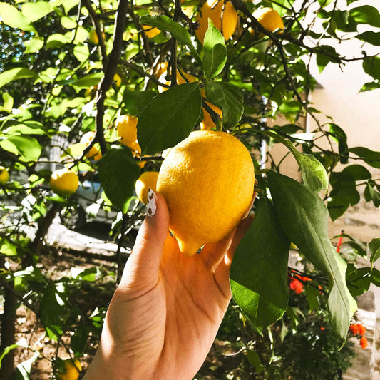 Indoor-friendly Meyer Lemon Tree Kit - ideal for those who need a portable memorial option to move with them whether they live in an apartment, condo, or house - Transforms Pet Cremation Ashes Into Growth with a thoughtful alternative to scattering or storing ashes in a box or urn