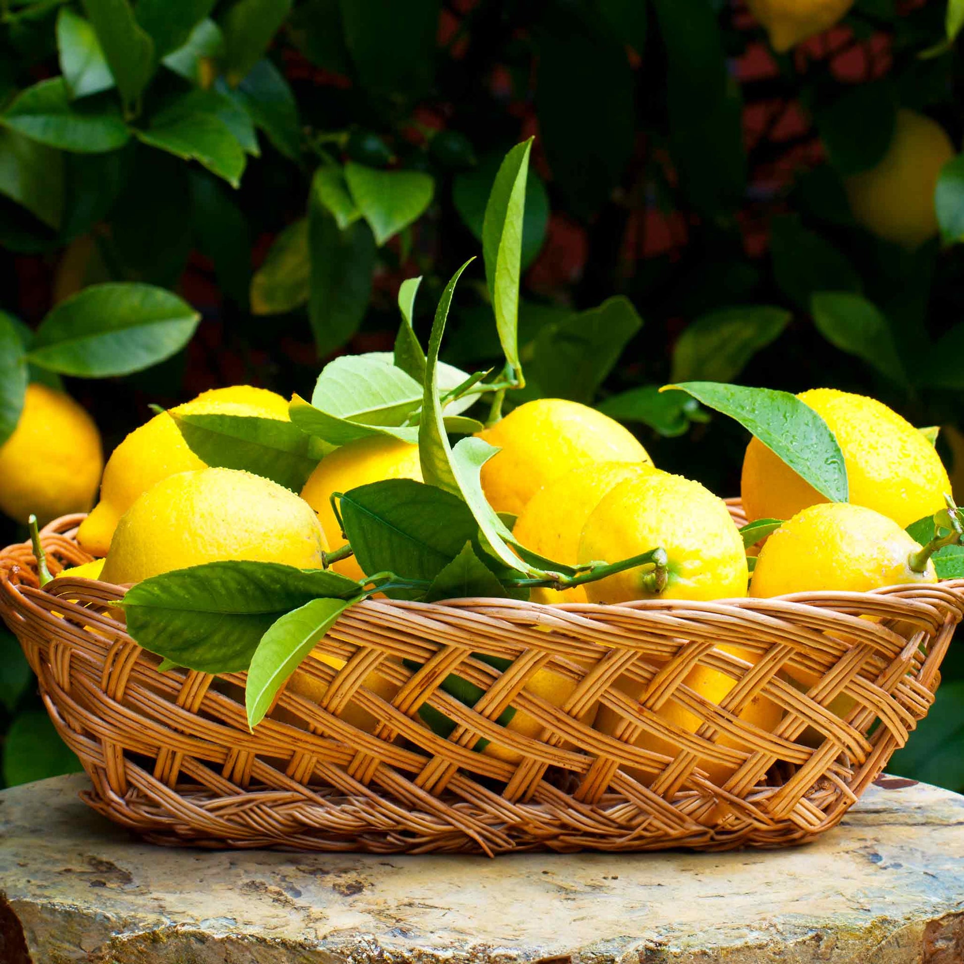 Treebute Kit for growing a lemon tree with the option for incorporating some or all of your pet's cremation ashes to create a living memorial planting at home - lasting, joyful, gift of remembrance