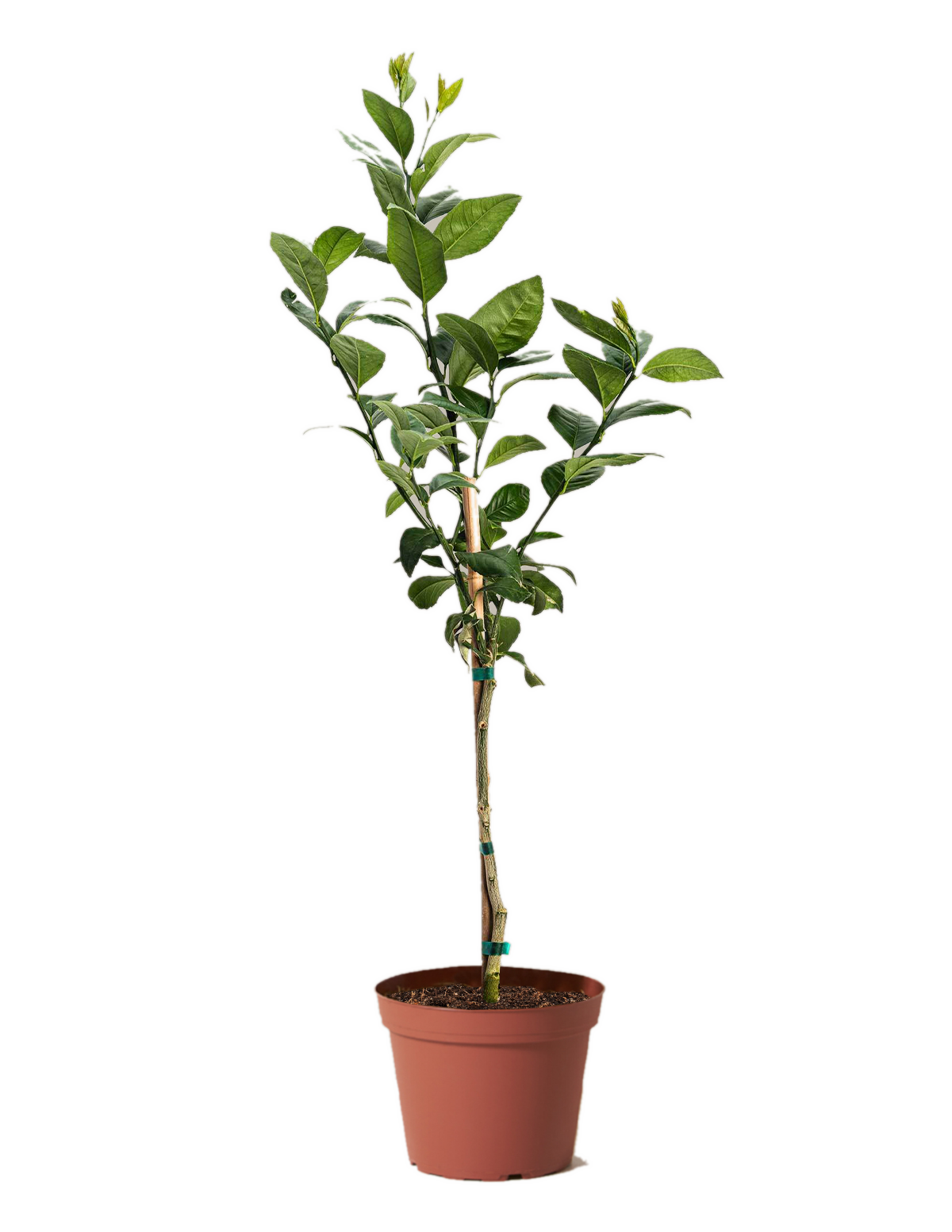 Meyer Lemon Tree