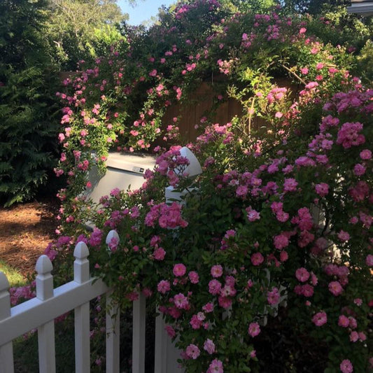 Peggy Martin Climbing Rose (Memorial)