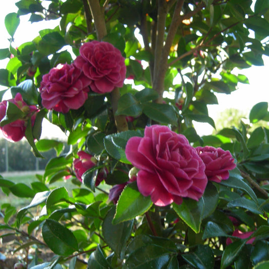 Purple Haze Camellia (Memorial)