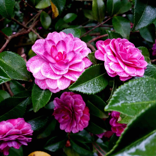 Purple Haze Camellia (Memorial)