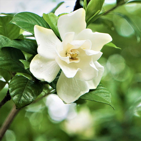 Radicans Gardenia (Memorial)