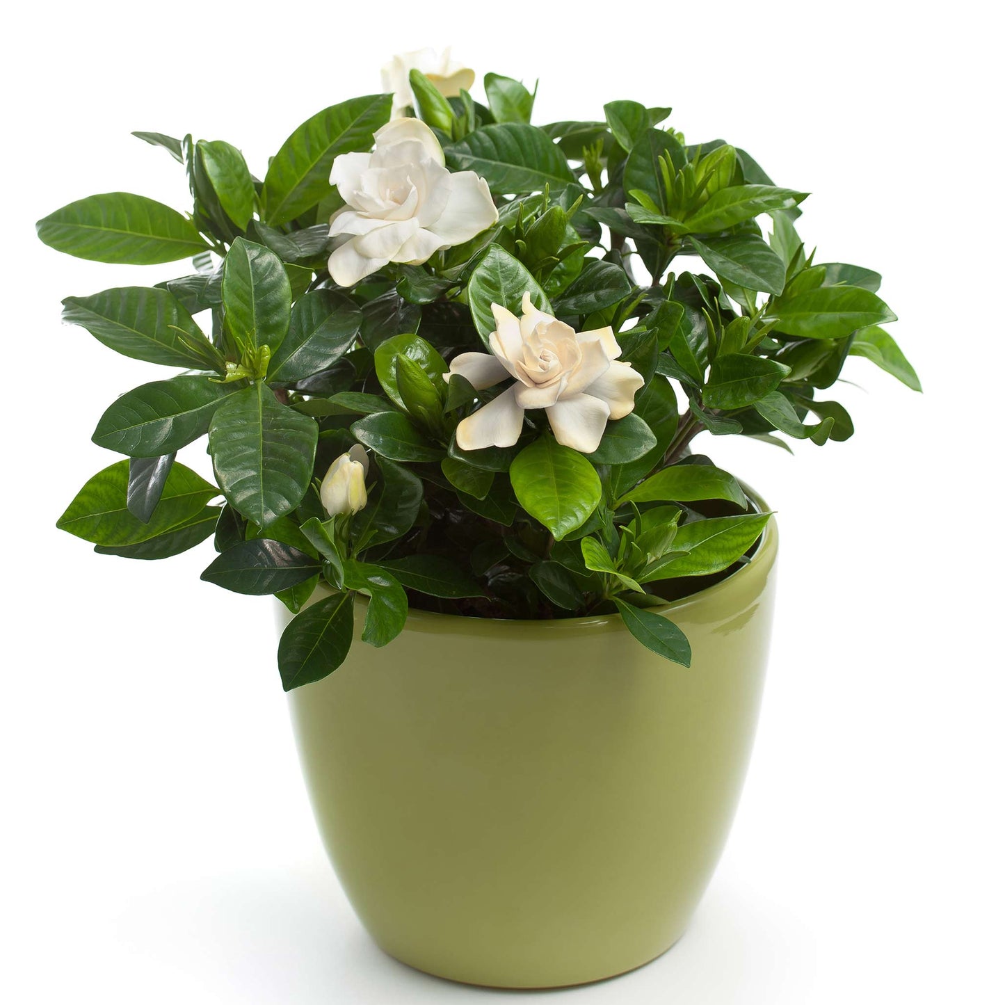 Radicans Gardenia (Memorial)