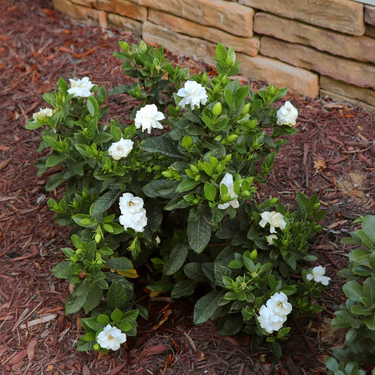 Radicans Gardenia (Memorial)