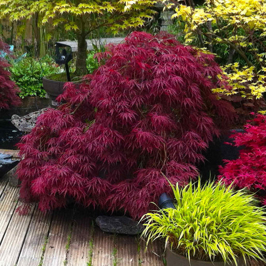 Red Dragon Japanese Maple Tree (Memorial)