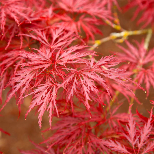 Red Dragon Japanese Maple Tree (Memorial)
