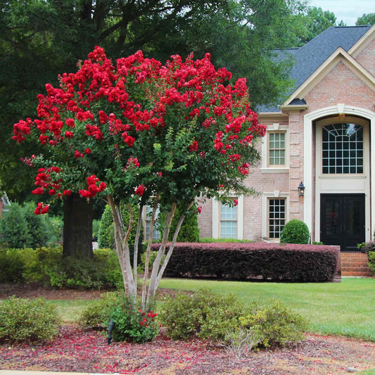 Scarlet Colorama Crapemyrtle tree in full summer bloom with bright red flowers – part of a Treebute memorial kit for pet ashes - Treebute Kit with red-blooming Crapemyrtle tree as a healing gift for grieving pet parents