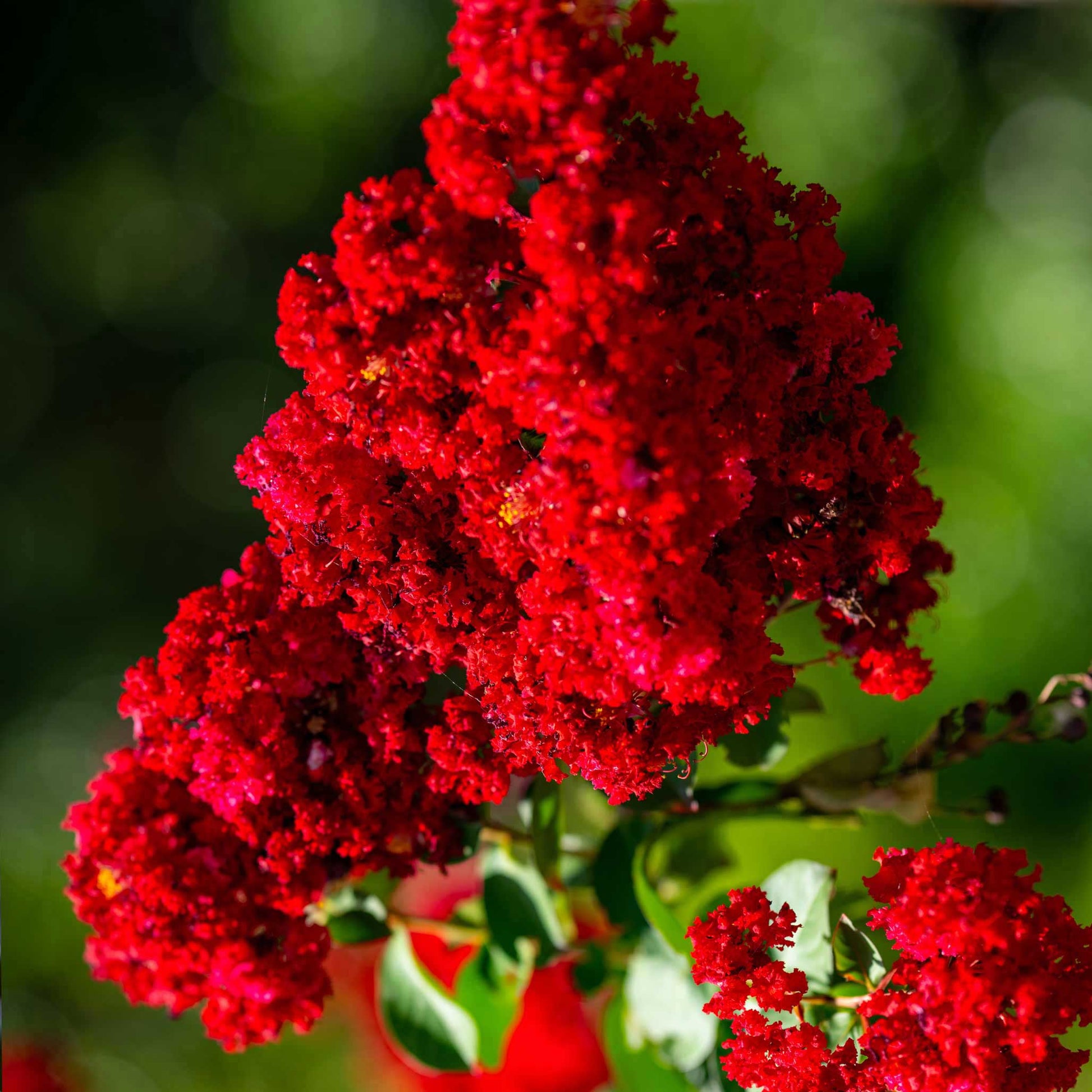 Close-up of red blossoms on a Scarlet Colorama Crapemyrtle – symbolic pet loss memorial tree - Pet tribute tree in bloom – Scarlet Colorama Crapemyrtle from Treebute Kit