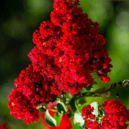 Close-up of red blossoms on a Scarlet Colorama Crapemyrtle – symbolic pet loss memorial tree - Pet tribute tree in bloom – Scarlet Colorama Crapemyrtle from Treebute Kit
