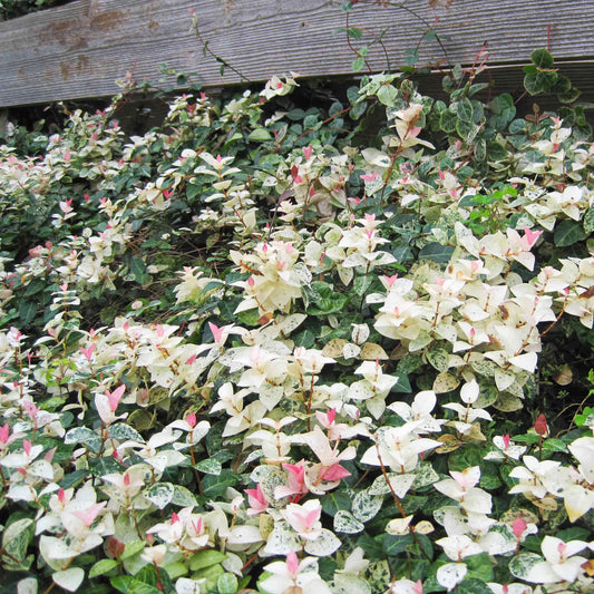 Snow-N-Summer™ Asiatic Jasmine (Memorial)