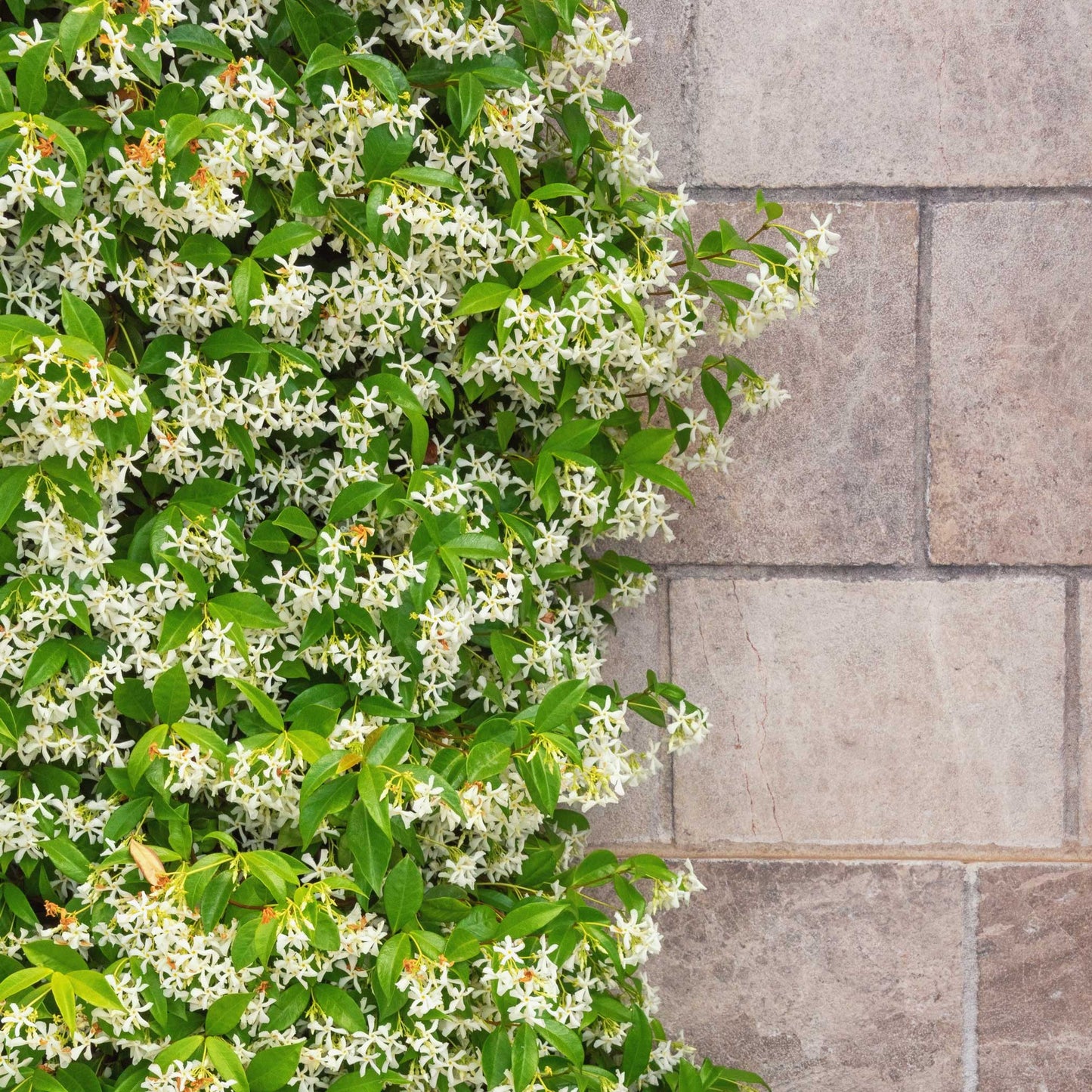 Star Jasmine (Pet)