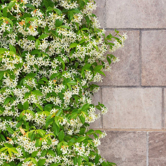 Star Jasmine (Memorial)