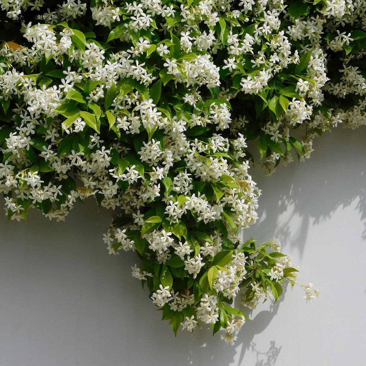 Star Jasmine (Pet)