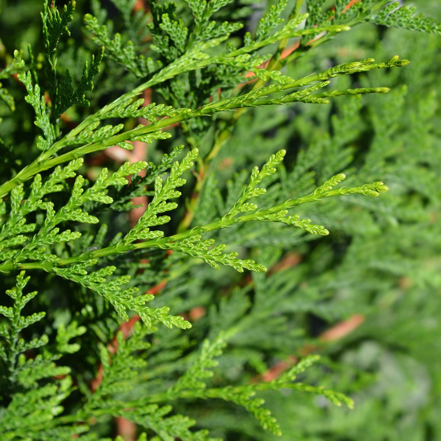 Thuja Green Giant (Memorial)