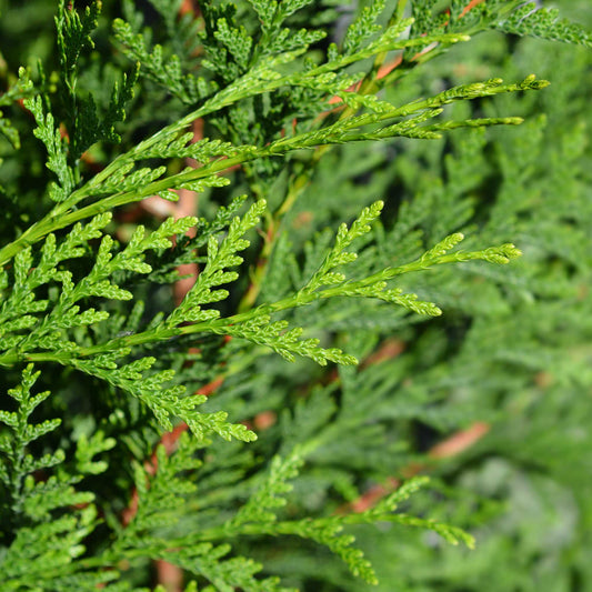 Thuja Green Giant (Memorial)