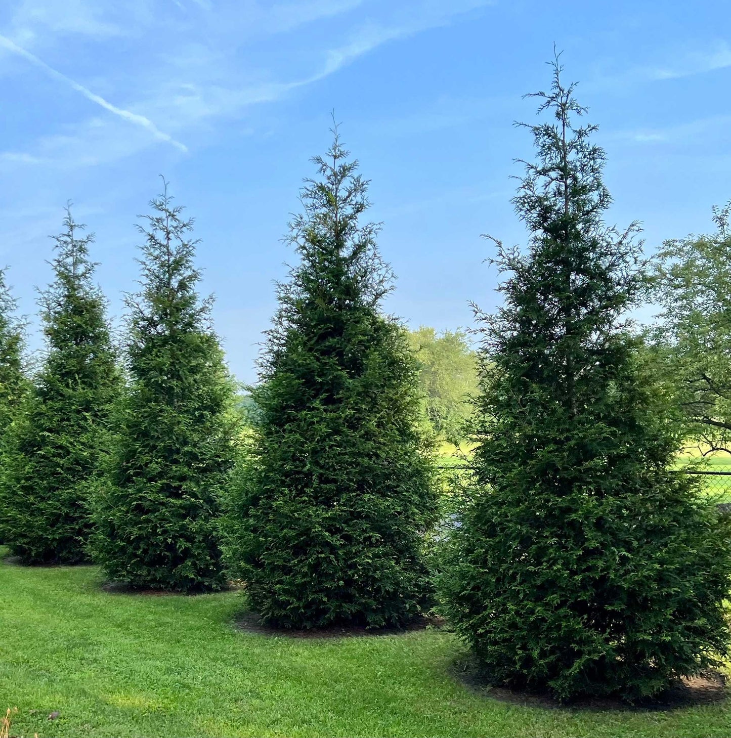 Thuja Green Giant (Memorial)