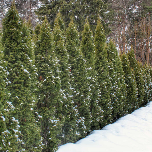 Thuja Green Giant (Memorial)