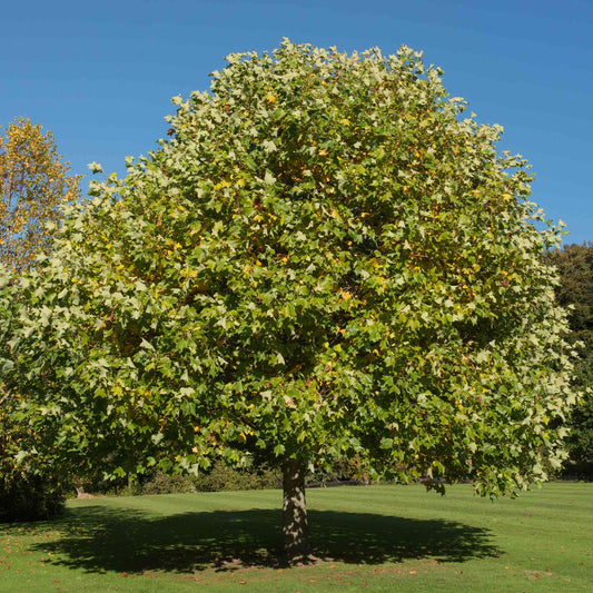 Tulip Poplar (Memorial)