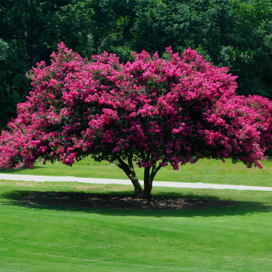 Tuscarora Crapemyrtle (Memorial)