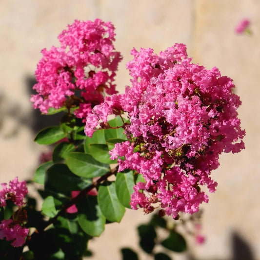Tuscarora Crapemyrtle (Memorial)