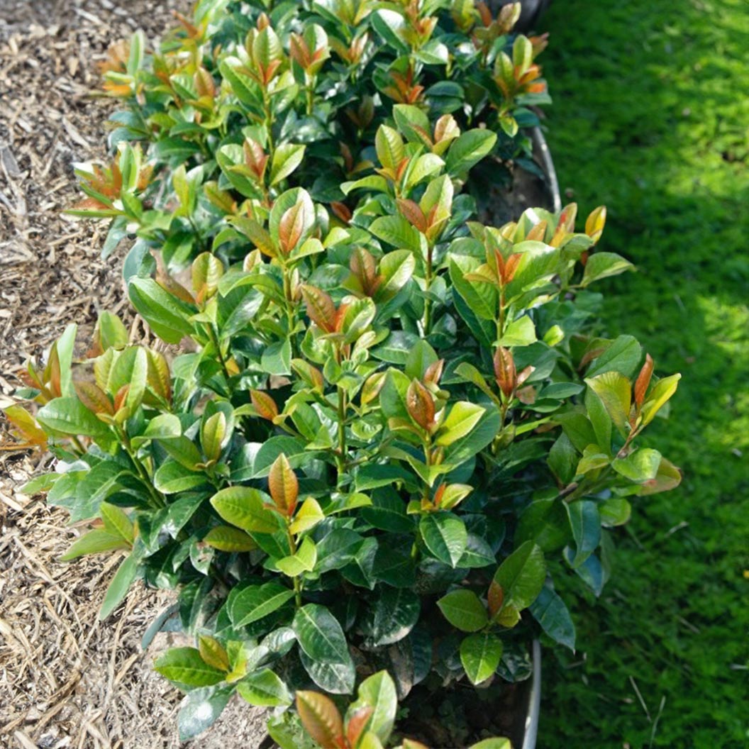 cherry laurel planting Volcano Cherry Laurel Living Memorial Plant