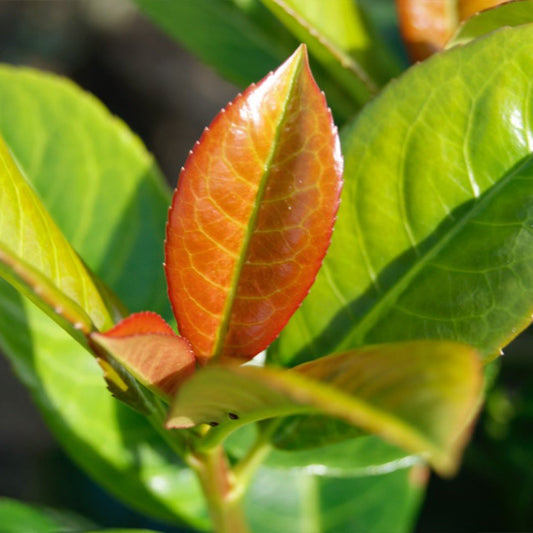 Volcano Cherry Laurel (Memorial)