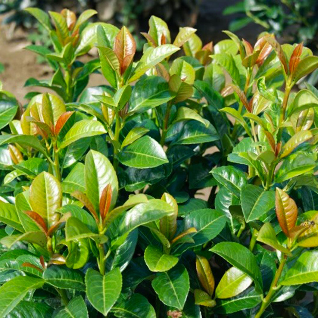 Volcano Cherry Laurel (Memorial)