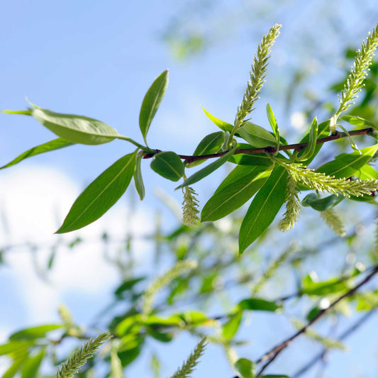 Weeping Willow (Memorial)