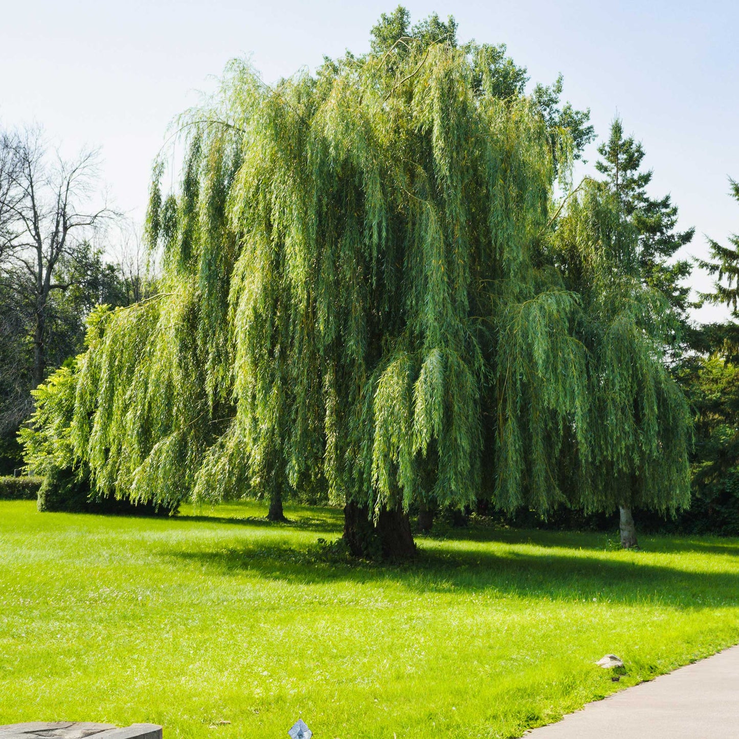 Weeping Willow (Memorial)