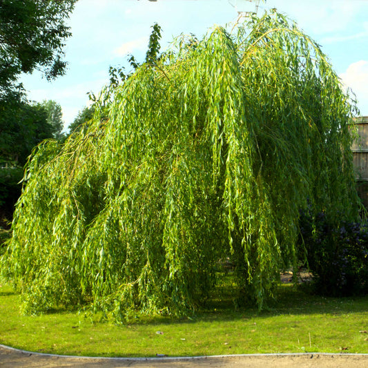 Weeping Willow (Memorial)