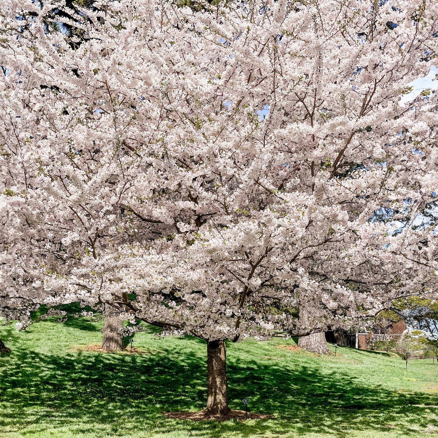 Yoshino Flowering Cherry Tree (Memorial)