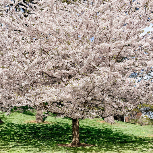 Yoshino Flowering Cherry Tree (Memorial)