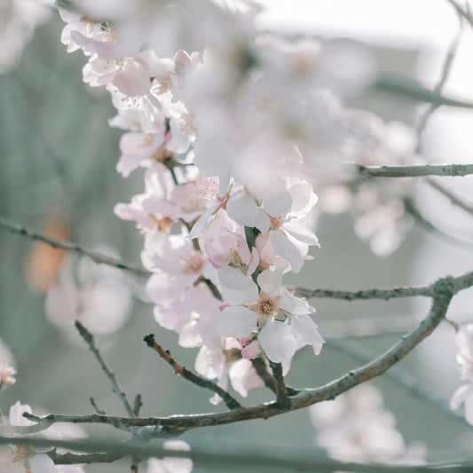 Yoshino Flowering Cherry Tree (Memorial)