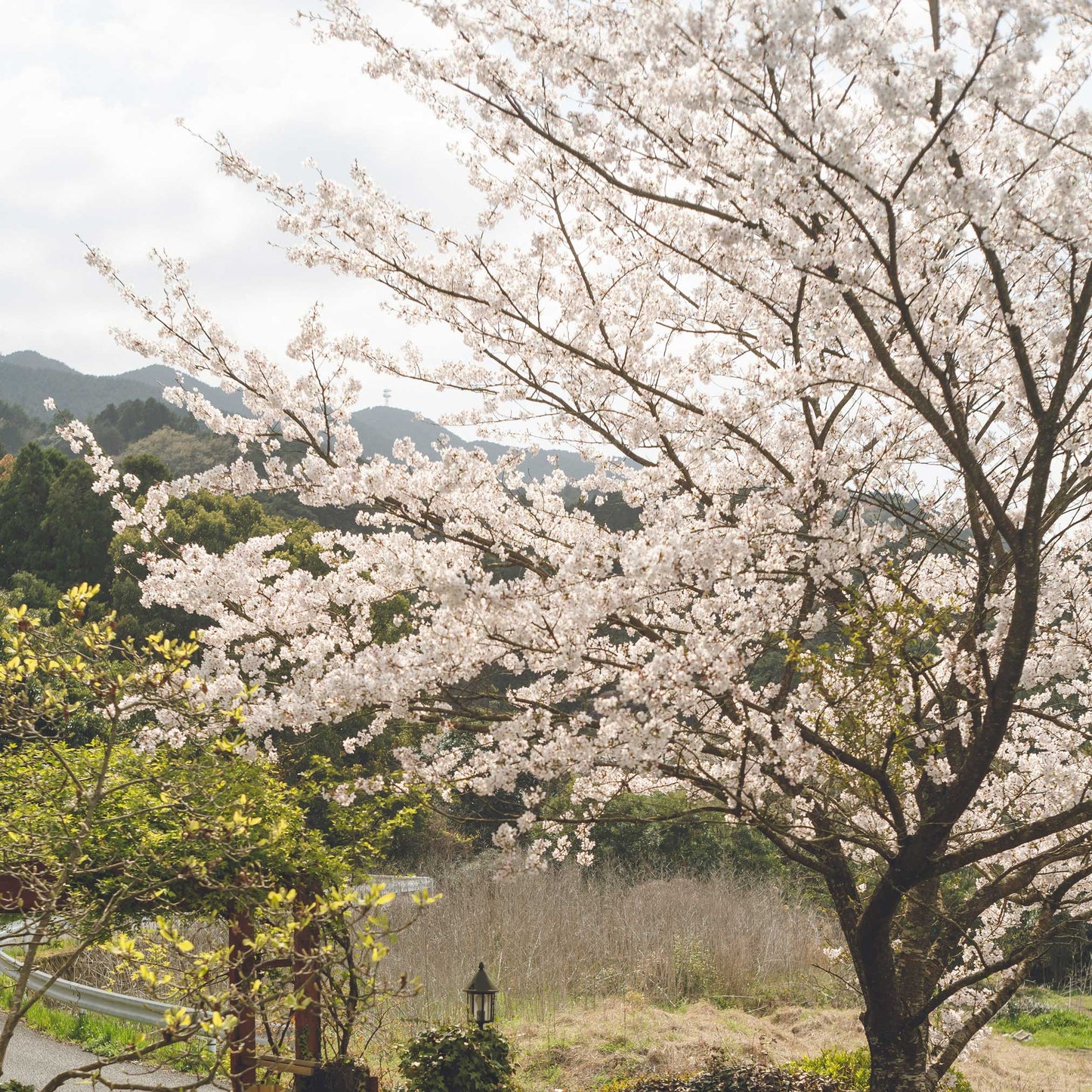 Yoshino Flowering Cherry Tree (Memorial)
