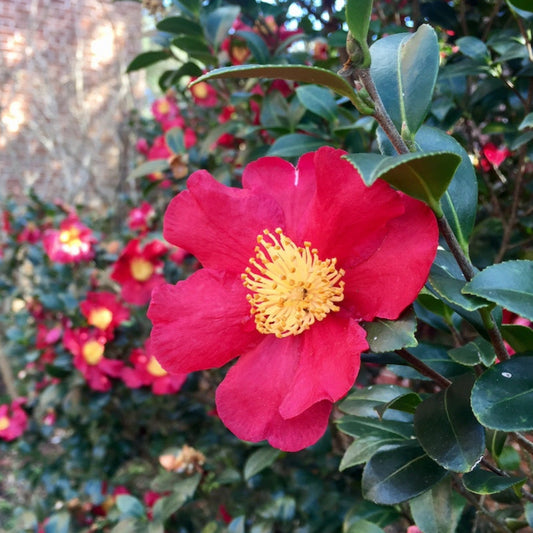 Yuletide Camellia (Memorial)