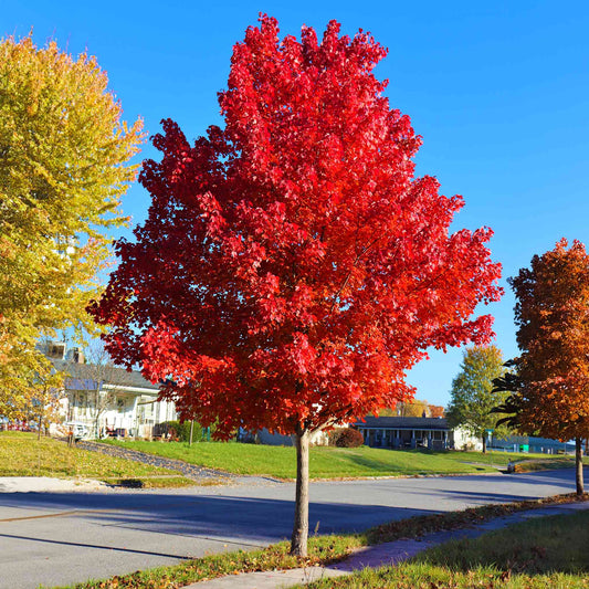 Autumn Blaze® Red Maple Tree (Memorial)