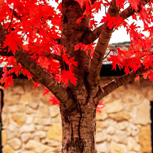 Autumn Blaze® Red Maple Tree (Memorial)