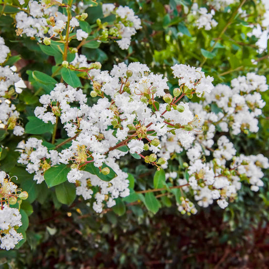 Natchez Crapemyrtle (Memorial)