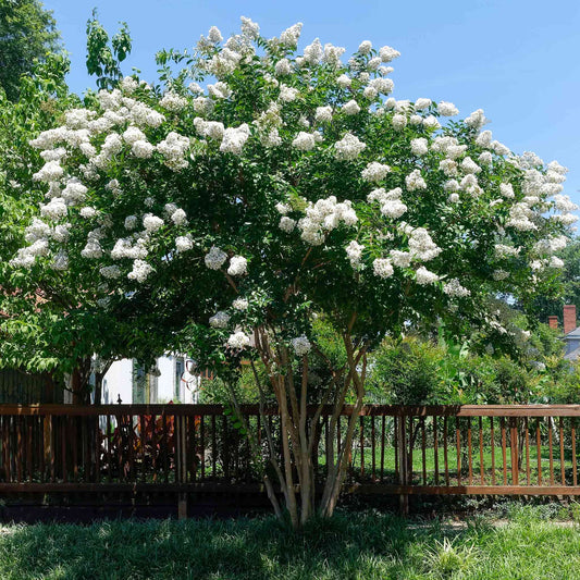 Natchez Crapemyrtle (Memorial)