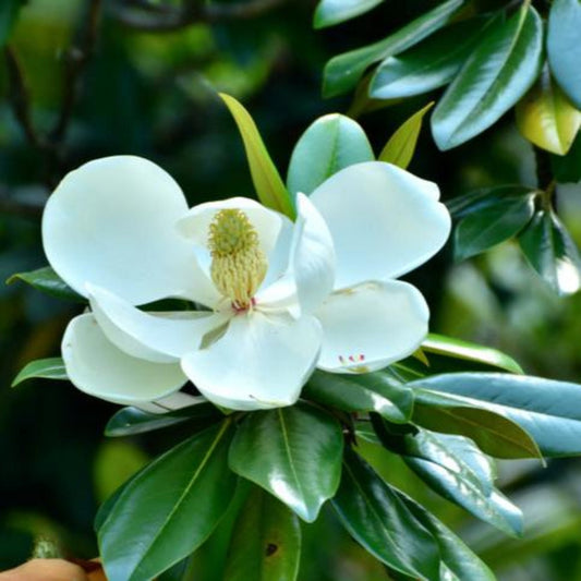 The fragrant white blossom and deep green foliage of a Teddy Bear® Southern Magnolia Treebute Kit - Memorial Tree planting kit for pet or person, beautifully packaged for gifting.