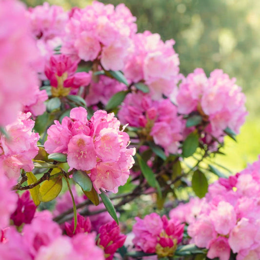 Roseum Pink Rhododendron (Pet)