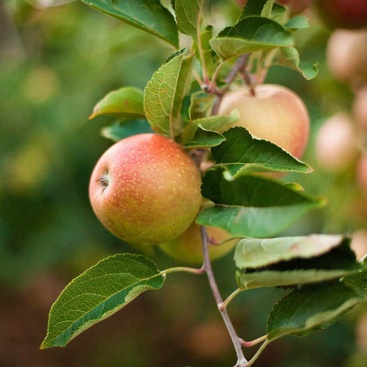 3-in-1 Apple Tree (Memorial)