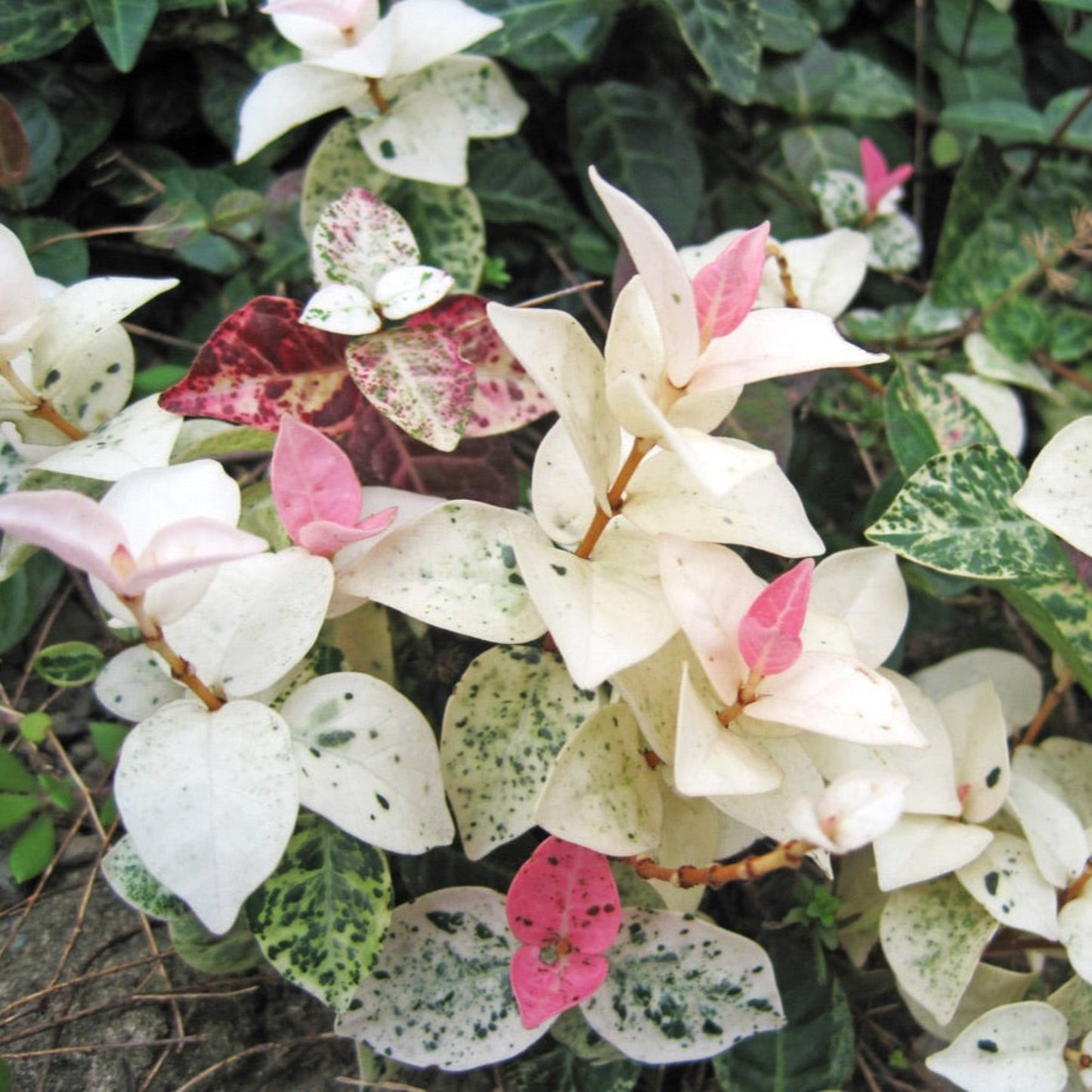 Snow-N-Summer™ Asiatic Jasmine (Memorial)